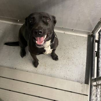 Rescue Retriever and Terrier Dogs for Adoption in Galax, Virginia - Pepper | PetCurious