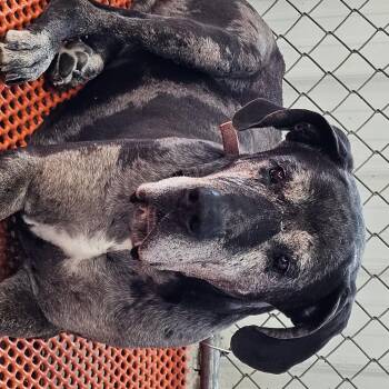 Great Dane Dogs Available for Adoption - Hank | PetCurious
