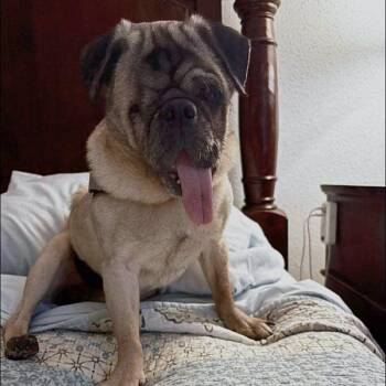 Rescue Pug Dogs for Adoption in Alvin, Texas - Bud | PetCurious