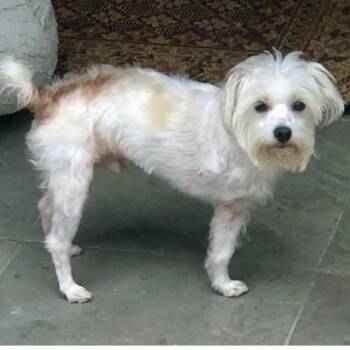 Maltese and Chihuahua Dogs Available for Adoption in Norwalk, Connecticut - BRIGHTON | PetCurious