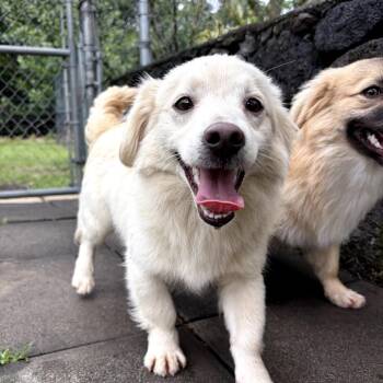 Mixed Breed Dogs Available for Adoption in Keaau, Hawaii - AIR-Stray-12988 | PetCurious