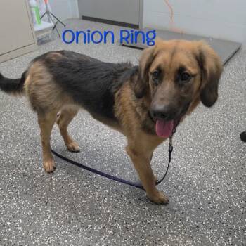 Onion Ring -  Shepherd and Hound Dog for Adoption in Parkersburg, West Virginia - Onion Ring | PetCurious