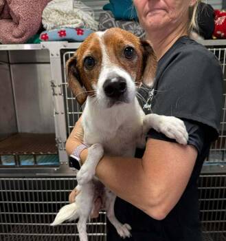 Shiloh -  Beagle and Dachshund Dog for Adoption in Fair Play, Missouri - Shiloh | PetCurious