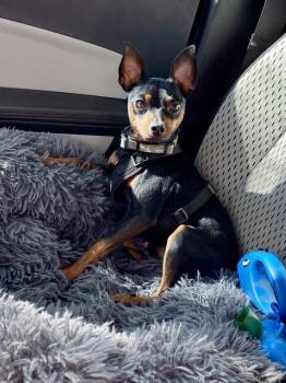 Rescue Miniature Pinscher Dogs for Adoption in Houston, Texas - Thor - Pending Adoption | PetCurious