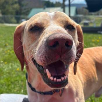 Yellow Labrador Retriever and Beagle Dogs Available for Adoption in Tioga, Pennsylvania - Nate | PetCurious