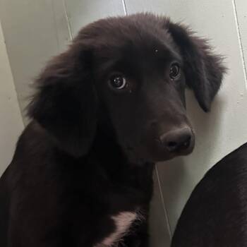 Mordecai -  Australian Cattle Dog Blue Heeler and Mixed Breed Dog for Adoption in West Point, Mississippi - Mordecai | PetCurious