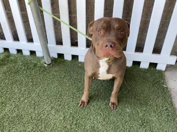 Pit Bull Terrier Dogs Available for Adoption in Modesto, California - A610762 | PetCurious
