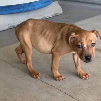 Labrador Retriever Dogs Available for Adoption in Redwood Valley, California - Flounder | PetCurious