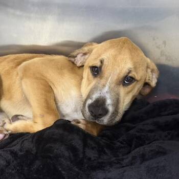 Mastiff and Yellow Labrador Retriever Dogs Available for Adoption in Plaquemine, Louisiana - Athena | PetCurious