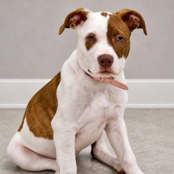 Meg -  Pit Bull Terrier Dog for Adoption in Effingham, Illinois - Meg | PetCurious