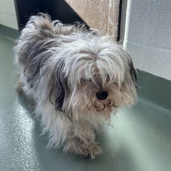 SVAS-Stray-38739 -  Shih Tzu and Mixed Breed Dog Available for Adoption in Lyndhurst, Virginia - SVAS-Stray-38739 | PetCurious