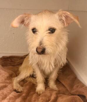 Theo -  Cairn Terrier Dog for Adoption in Boston, Massachusetts - Theo | PetCurious