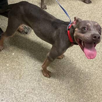 Coco -  Pit Bull Terrier Dog for Adoption in San Gabriel, California - Coco | PetCurious