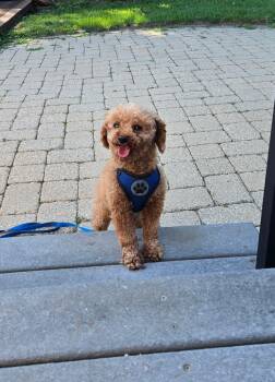 Leon -  Poodle Dog for Adoption in Whitewater, Wisconsin - Leon | PetCurious