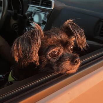 Pepper -  Terrier and Mixed Breed Dog for Adoption in Daphne, Alabama - Pepper | PetCurious