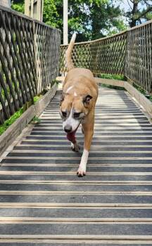 Goldie -  Shepherd and Mixed Breed Dog for Adoption in Sherwood, Arkansas - Goldie | PetCurious