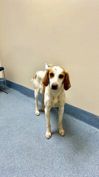 Hound Dogs Available for Adoption in Suffolk, Virginia - Belle  | PetCurious