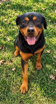 Enrico -  Rottweiler Dog for Adoption in Lagrange, Indiana - Enrico | PetCurious