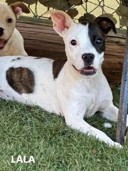 Lala -  American Bulldog and Boxer Dog Available for Adoption in Washington, Georgia - Lala | PetCurious