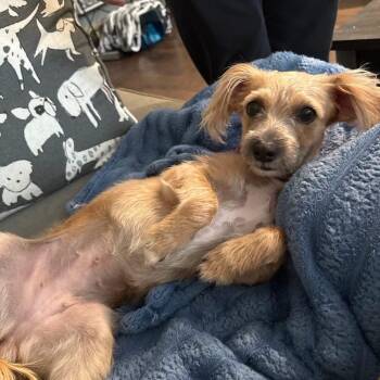 Lady -  Mixed Breed Dog for Adoption in Yaphank, New York - Lady | PetCurious