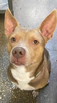 Morgan Wallen -  Mixed Breed Dog for Adoption in Ocala, Florida - Morgan Wallen | PetCurious