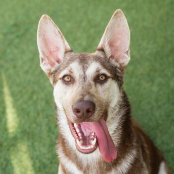 Crash -  Mixed Breed Dog for Adoption in Springboro, Ohio - Crash | PetCurious