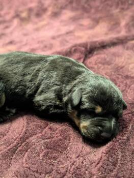 Retriever and Shepherd Dogs Available for Adoption - Avalanche - PENDING ADOPTION | PetCurious