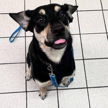Joni -  Mixed Breed Dog Available for Adoption in Charleston, West Virginia - Joni | PetCurious