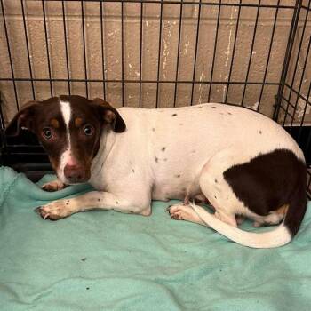 Mixed Breed Dogs Available for Adoption in Madison, Wisconsin - Janie | PetCurious