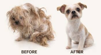 Shih Tzu Dogs Available for Adoption in Washington, District Of Columbia - Harmony | PetCurious