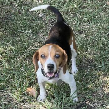 Skye (Dallas) -  Beagle Dog for Adoption in Houston, Texas - Skye (Dallas) | PetCurious