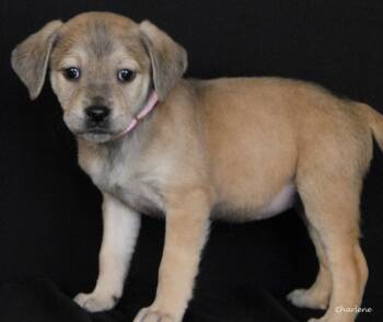 Wirehaired Terrier Dogs Available for Adoption - Cece | PetCurious