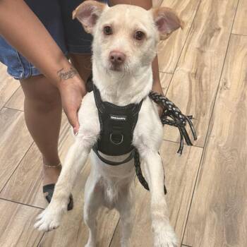 Blue Boi -  Mixed Breed and Chihuahua Dog for Adoption in Newark, New Jersey - Blue Boi | PetCurious