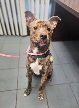 Rescue Mixed Breed Dogs for Adoption in Nashville, Tennessee - Calcifer | PetCurious