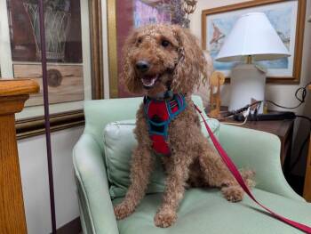 Poodle Dogs Available for Adoption in Mundelein, Illinois - Finley | PetCurious