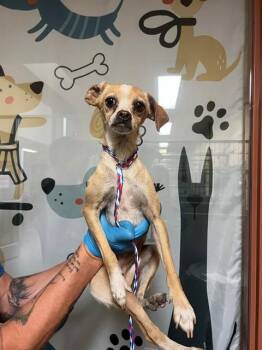 A1913858 -  Chihuahua and Mixed Breed Dog Available for Adoption in Blythe, California - A1913858 | PetCurious