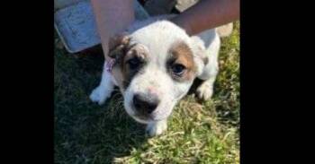 German Shorthaired Pointer and Great Pyrenees Dogs Available for Adoption - Charlotte