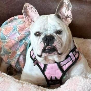 French Bulldog and English Bulldog Dogs Available for Adoption in Springfield, Missouri - 2146 Cookie | PetCurious