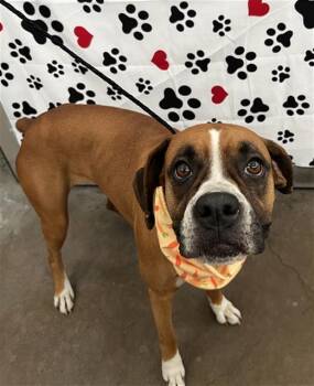 INDI -  Mixed Breed Dog Available for Adoption in Dallas, Texas - INDI | PetCurious