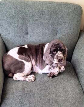 Rescue Cocker Spaniel and English Cocker Spaniel Dogs for Adoption in Woodsfield, Ohio - Snow Cap | PetCurious