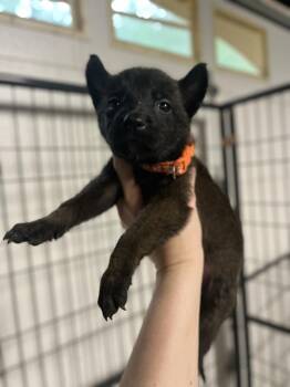 Belgian Shepherd Malinois Dogs Available for Adoption in Imlay City, Michigan - DND Litter - Harpy - Located In NC | PetCurious