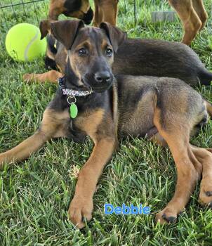 Debbie Gibson -  Belgian Shepherd Malinois and Doberman Pinscher Dog for Adoption in Woodland, California - Debbie Gibson | PetCurious