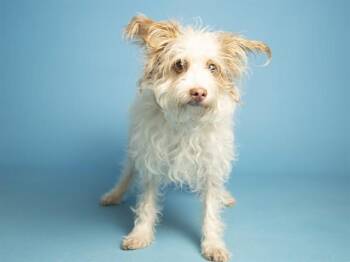 ETHEL CAIN -  Cairn Terrier Dog for Adoption in Phoenix, Arizona - ETHEL CAIN | PetCurious