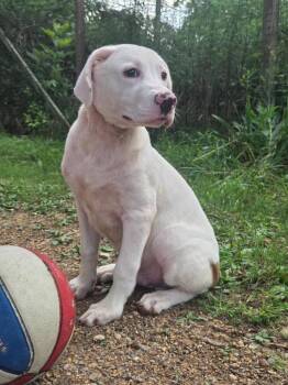 Kubota -  Mixed Breed Dog for Adoption in Taycheedah, Wisconsin - Kubota | PetCurious