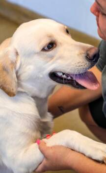 Champ -  Labrador Retriever and Mixed Breed Dog for Adoption in Dothan, Alabama - Champ | PetCurious