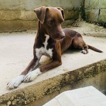 Labrador Retriever and Chocolate Labrador Retriever Dogs Available for Adoption in Milford, New Hampshire - Eve | PetCurious