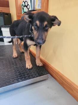 Orion -  Mixed Breed Dog for Adoption in Lawrenceburg, Tennessee - Orion | PetCurious