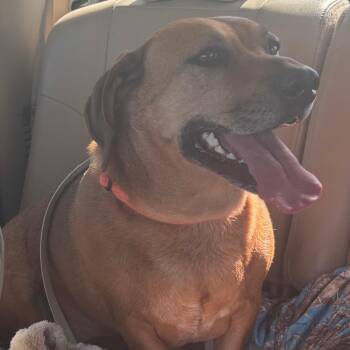 Rockin Roll "Rocky" -  Basset Hound and Labrador Retriever Dog for Adoption in Kim, Colorado - Rockin Roll "Rocky" | PetCurious