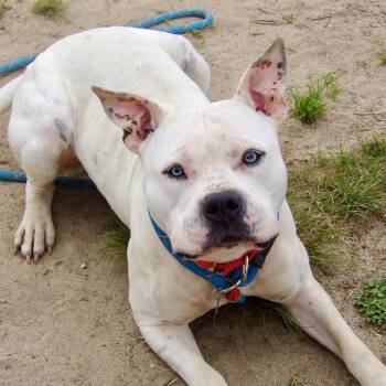 Maybelline -  Pit Bull Terrier Dog for Adoption in Newark, New Jersey - Maybelline | PetCurious