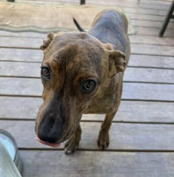 Kenna -  Terrier Dog for Adoption in Colorado Springs, Colorado - Kenna | PetCurious